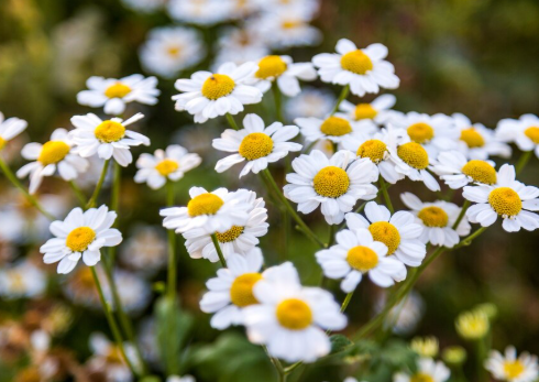 Flowers Chamomany