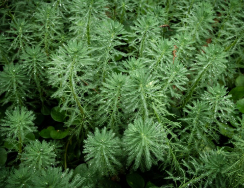 Polina Herb (Artemisia)